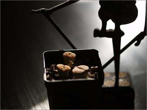 �T��Сʯ�������o�޾��ʼҾ�