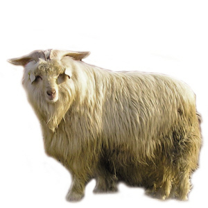 ��ð��q�w�S �߃rδ������؛