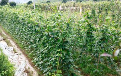 ��(m��ng)���Ҽ����ٮ��ЙC(j��)���B(t��i)�r(n��ng)�f׌�T�����Ϸ��Ĳ�