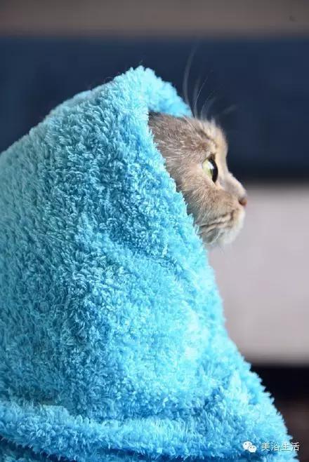 ��ԡ���ë�����Ԍ�����ë��Ҳ�����v����