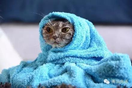 ��ԡ���ë�����Ԍ�����ë��Ҳ�����v����