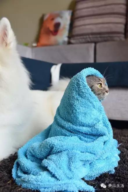 ��ԡ���ë�����Ԍ��ͣ�ë��Ҳ�����v����