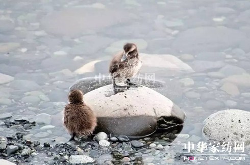 ���⣡27�f(w��n)�I�²���Ҽ�"����"��"����"��