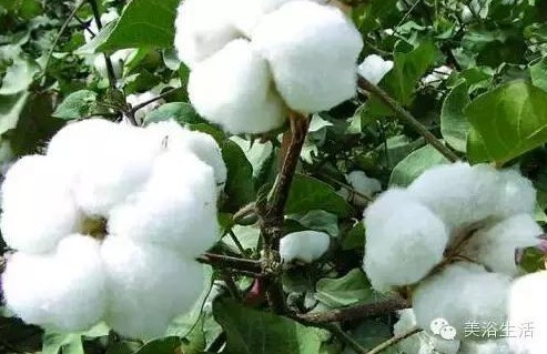 ��ԡ����Ƶ�Ĵ��Σ�ë����ԡ���ʲô���ǰ�ɫ����