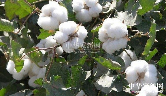 ��ԡ����������������Ļ�--�޻���