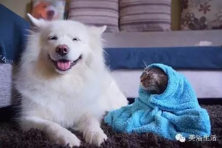 ��ԡ���ë�����Ԍ�����ë��Ҳ�����v����