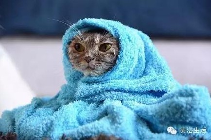 ��ԡ���ë�����Ԍ�����ë��Ҳ�����v����