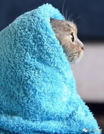 ��ԡ���ë�����Ԍ�����ë��Ҳ�����v����