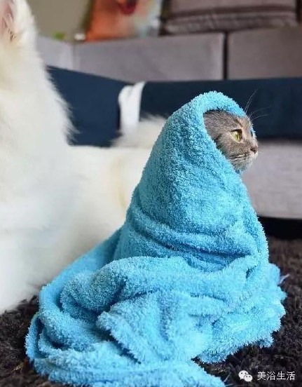 ��ԡ���ë�����Ԍ��ͣ�ë��Ҳ�����v����