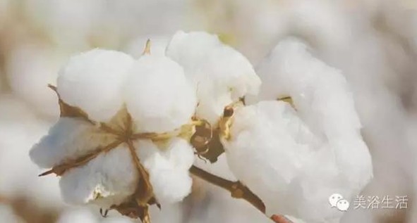 ��ԡ���Փһ�lë�����������B(y��ng)��