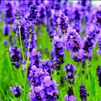 ޹�²���ζ �������턩